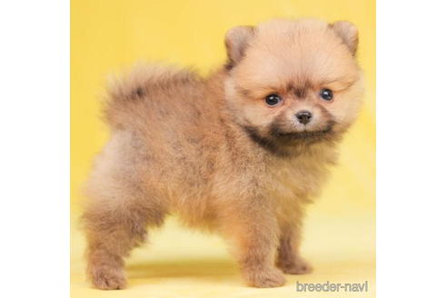 成約済の東京都のポメラニアン-200313の1枚目